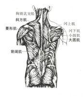 肌肉群