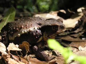 中华蟾蜍 - 搜搜百科