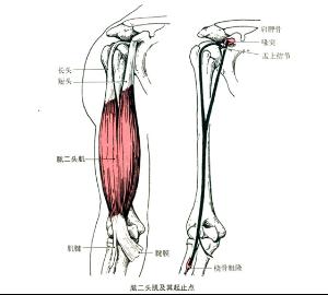 肱二头肌