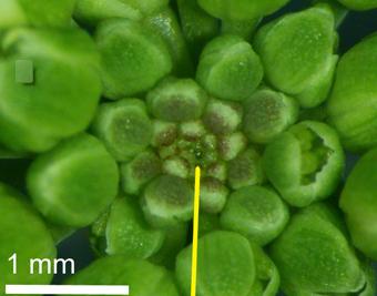 我认为干细胞虽为人类服务但有人要用动物的干