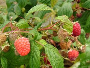 复盆子 - 搜搜百科