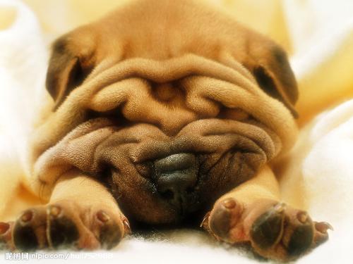 赖皮狗- 搜搜百科