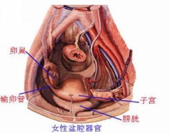 生殖系统疾病-+搜搜百科