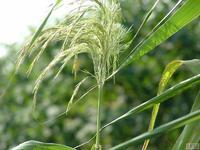 芦根 - 搜搜百科