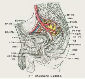 生殖系统疾病