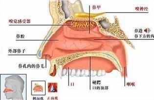 引起的鼻塞流涕,鼻出血,早晨起来鼻腔有血痂.