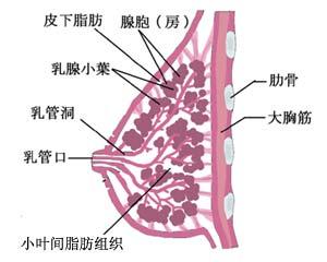 乳腺癌+-+搜搜百科