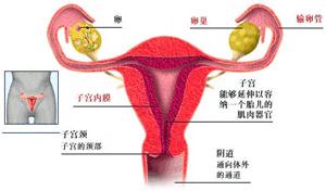 初次性交后处女膜破裂可引起出血