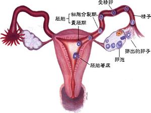 输卵管癌是<em>女性生殖器官</em>中最少见的一种恶性肿