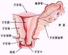<em>阴道</em>出血症 - 搜搜百科