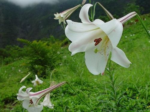 野百合花