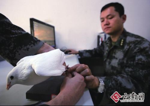 陈文广便写信,请求带着"飞虎队"遗弃的军鸽参军,没想到,他的请求居然