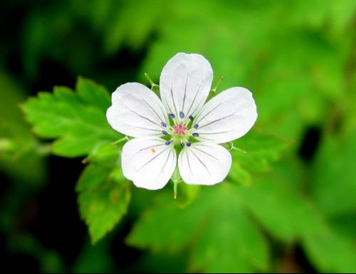 老鹤草+-+搜搜百科
