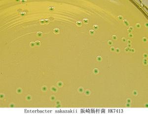 阪崎肠杆菌+-+搜搜百科