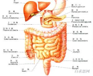左下腹扪及活动度较大的索条状或香肠状肠管时
