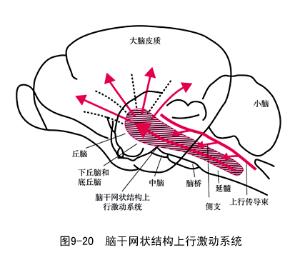 在脑干网状结构内散在分布着40余个细胞核团,其纤维与大脑