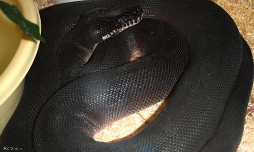 白唇蟒+-+搜狗百科