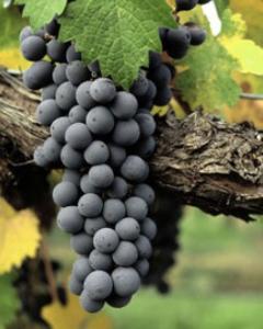 酿酒葡萄品种 赤霞珠(cabernet sauvignon):又名解百纳,加本