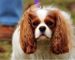 骑士查理王犬+-+搜搜百科