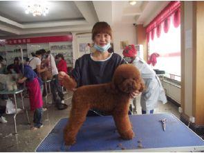 北京狗博士宠物美容学校