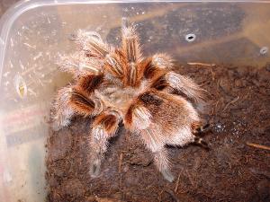 火玫瑰蜘蛛+-+搜搜百科