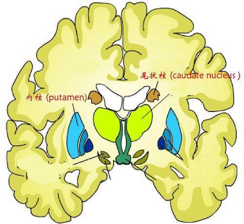 核的前端缩窄被大脑白质包裹,后端横宽紧靠前连合.