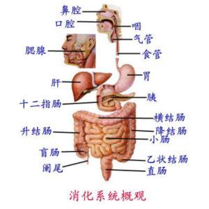 顾景辉 小儿腹痛谨防溃疡