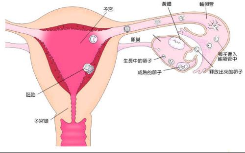 排卵期+++一般来说