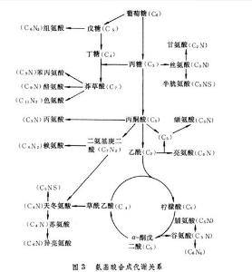 为什么GDP不能直接作为核酸合成原料