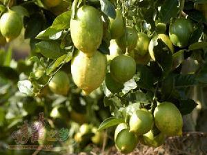 柠檬的修剪++幼树和初结果树修剪的主要目的