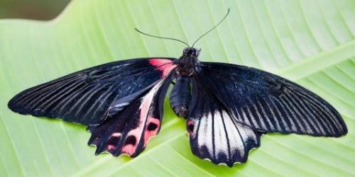 人妖蝴蝶是一半雌一半雄吗?