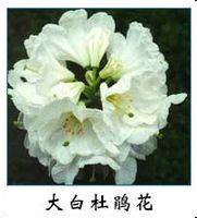 大白杜鹃花