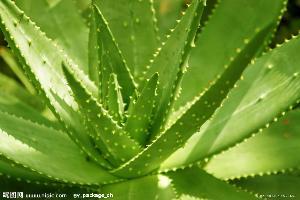 据考证的野生芦荟品种300