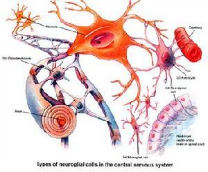 胚胎神经干细胞