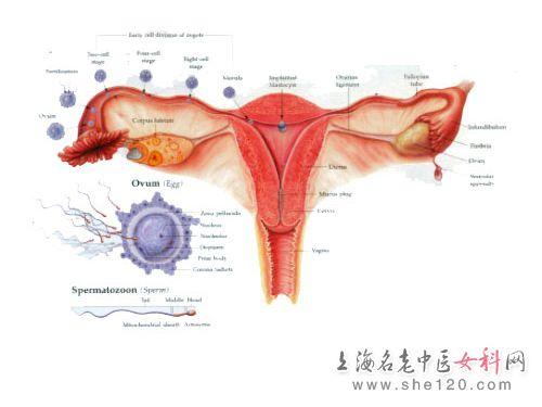 <em>女性生殖器官</em>