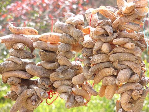 天麻的功效与作用图-天麻的功效与作用图最新