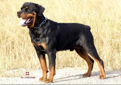 罗威纳-+搜搜百科