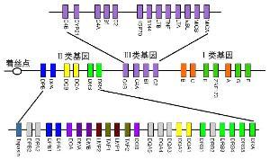 今天我们就请到了国际人类基因组计划的中国协调人杨焕明教授为我们