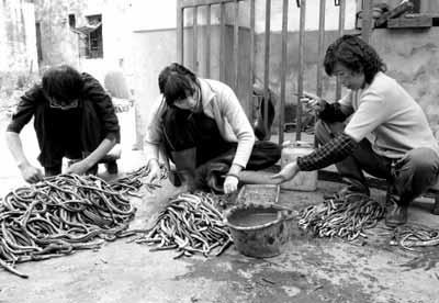 一朝被蛇咬+十年怕井绳