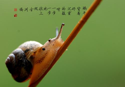 蜗牛-+搜搜百科