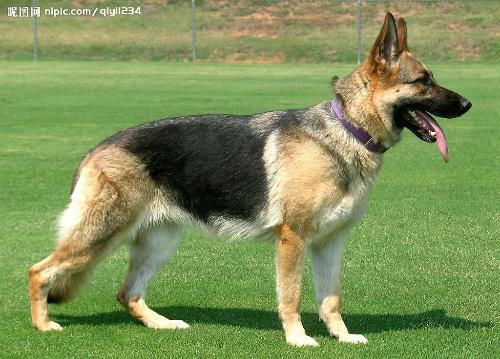 全部版本 历史版本   克尔太犬 大型波登格葡萄牙犬 阿扎瓦犬 泰西