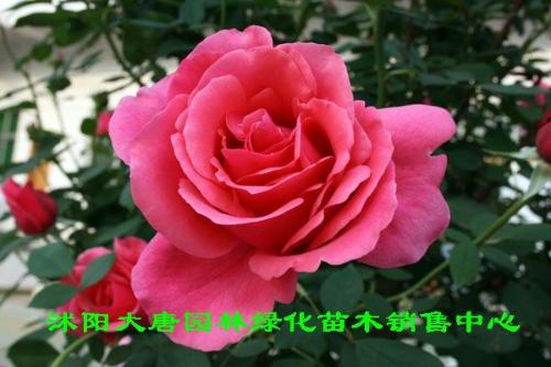 大花月季+-+搜搜百科