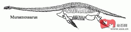 us,海鳗龙属muraenosaurus, tricleidus,短脖子的泥泳龙属peloneustes