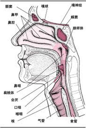 咽喉囊肿