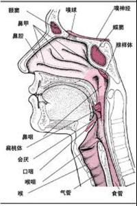 咽喉囊肿
