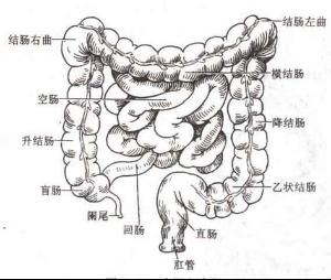 结肠炎