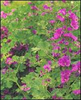 【英文名】leaf of cluster mallow【别名】冬葵苗叶,蓍葵叶,冬苋菜