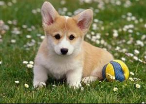 卡狄根威尔斯柯基犬