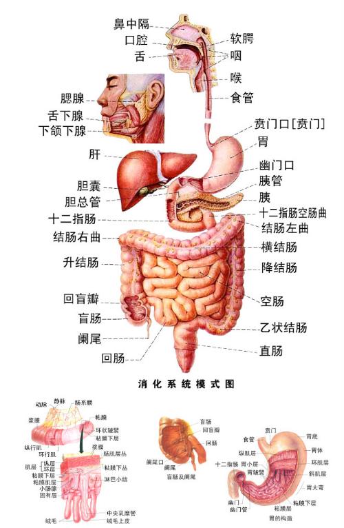 阿米巴菌