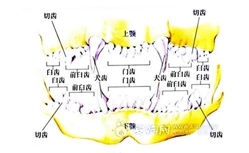 位置在犬齿的后面,臼齿的前面的牙齿.